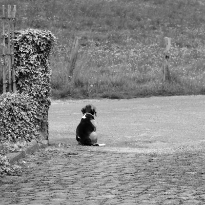 Beagle B&W, par Xavier E. G. Dierick